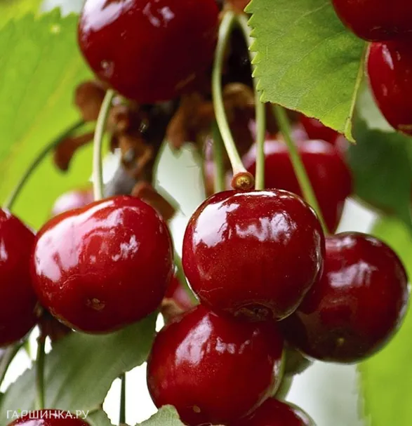 Вишня Норд Стар