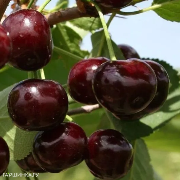 Вишня Путинка