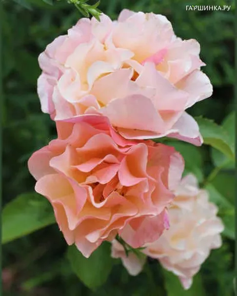 Роза Вуменс Чойс, Vissers (лиц)