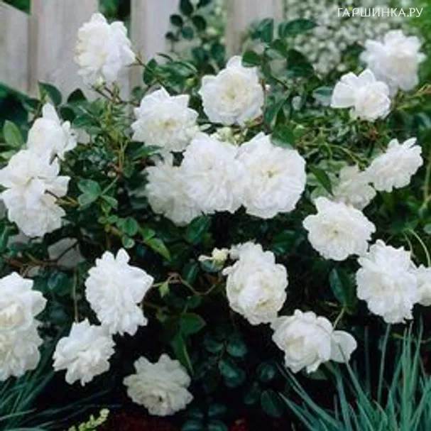 Роза Вайт Фэйри почвопокровная Imperial Rose