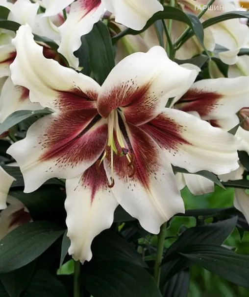 Лилия Зеба ОТ-гибрид