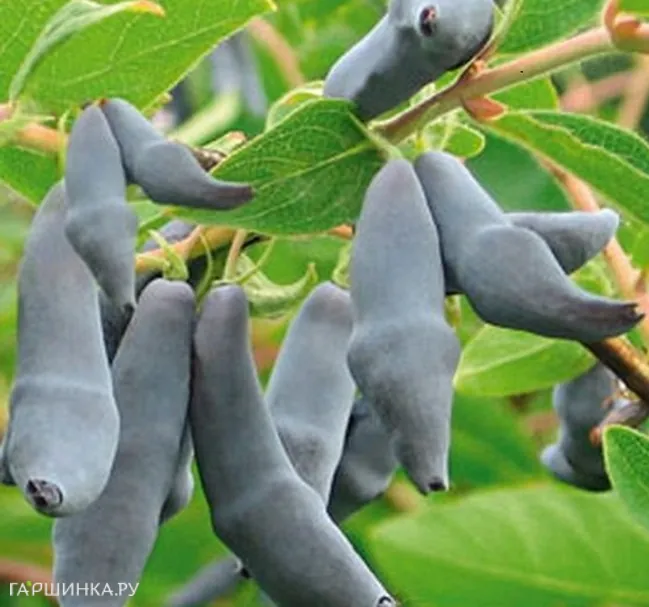 Жимолость Бакчарский Великан