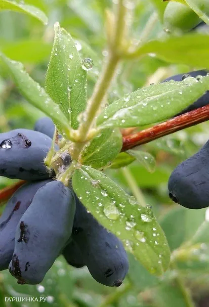 Жимолость Длинноплодная