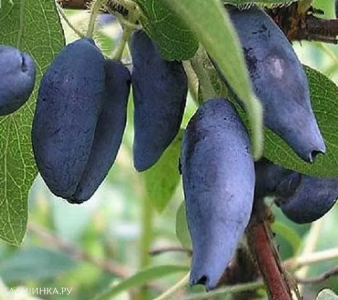 Жимолость Камчатская