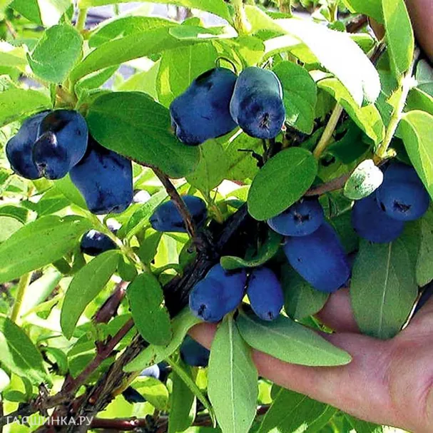 Жимолость Лазурная