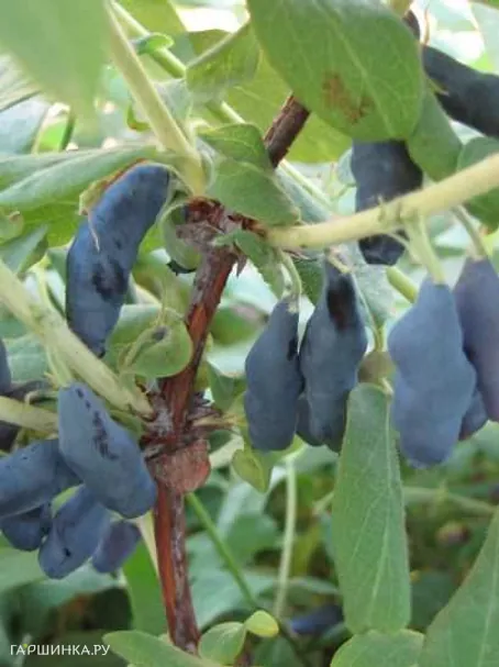 Жимолость Парабельская