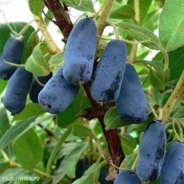 Жимолость Труженица