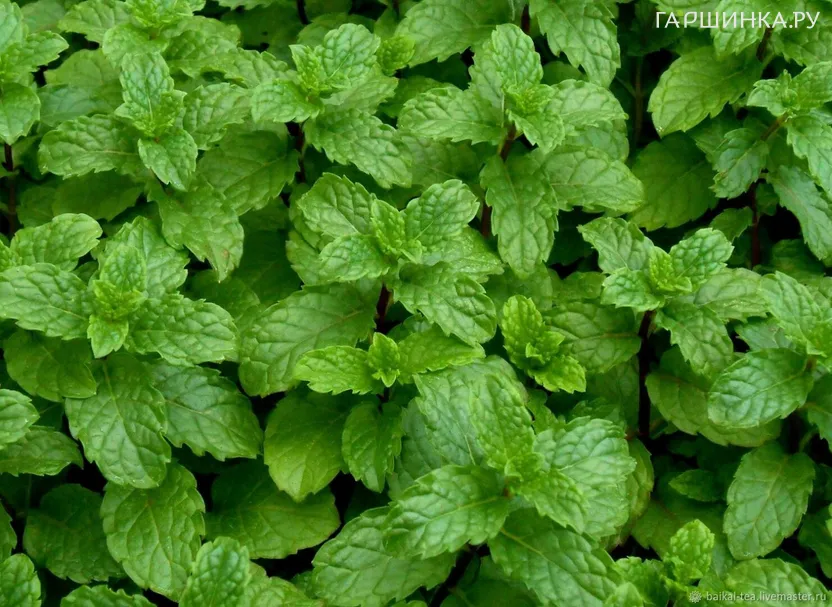 Мята Марокко