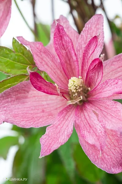 Клематис монтана Броден Стар (2-3)