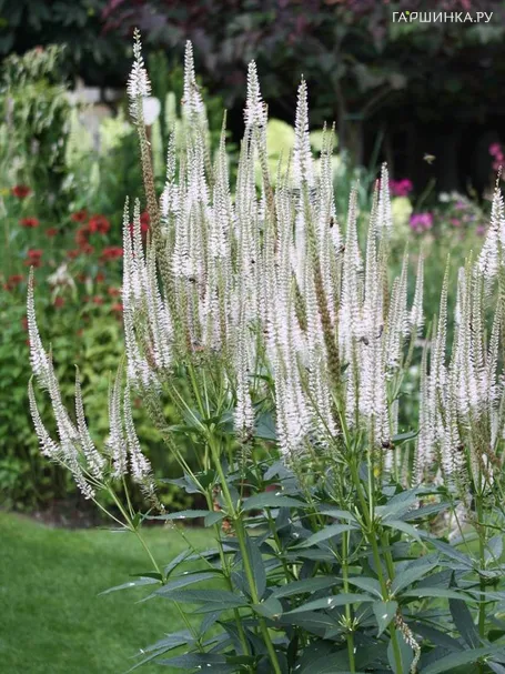 Вероникаструм виргинский Альбум