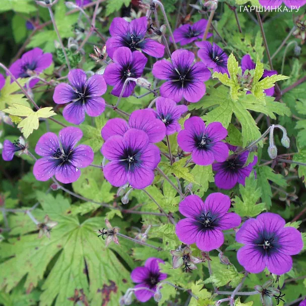 Герань садовая Энн Томпсон