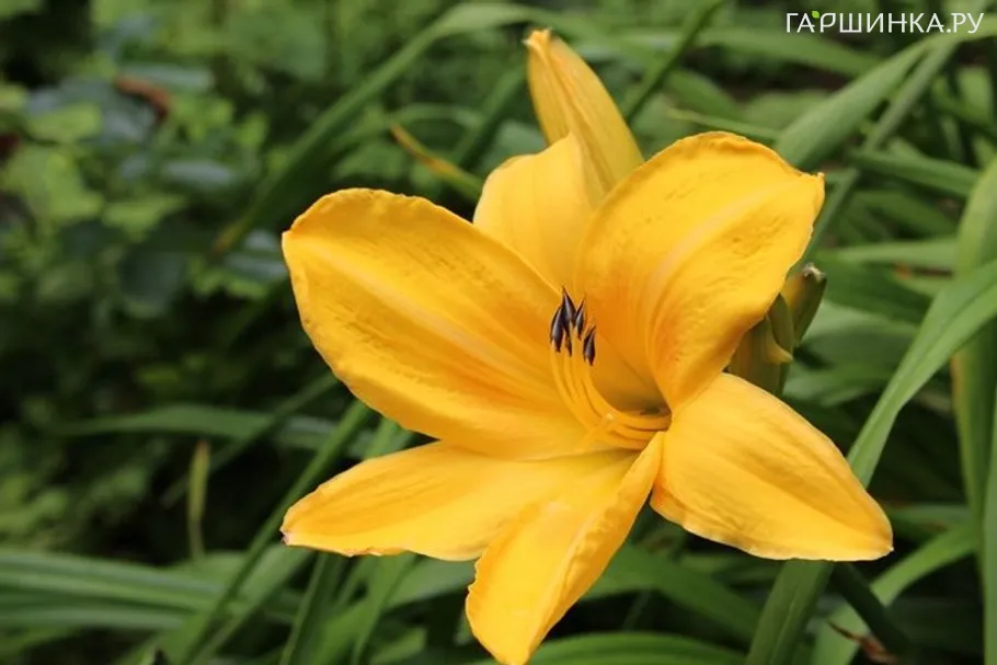 Лилейник Чикаго Санрайз