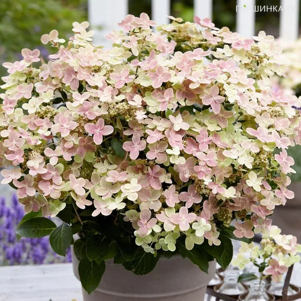 Гортензия Полистар (Полярная звезда) метельчатая