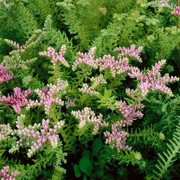 Очиток (седум) Си Стар