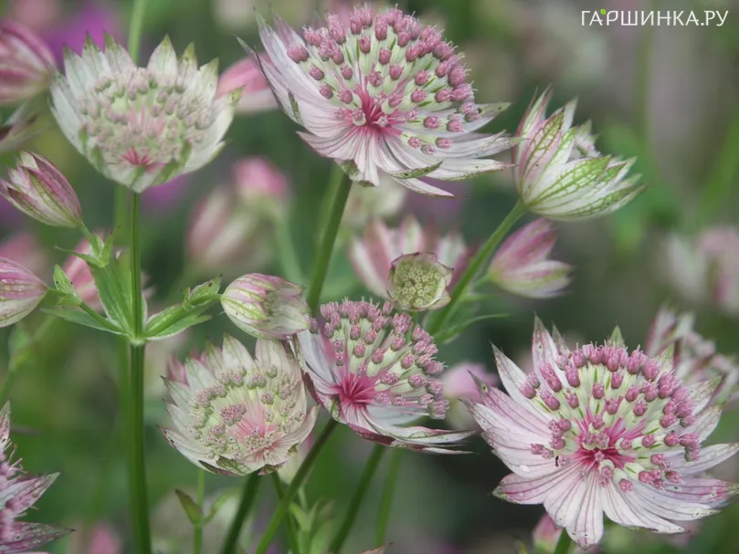 Астранция Бакленд