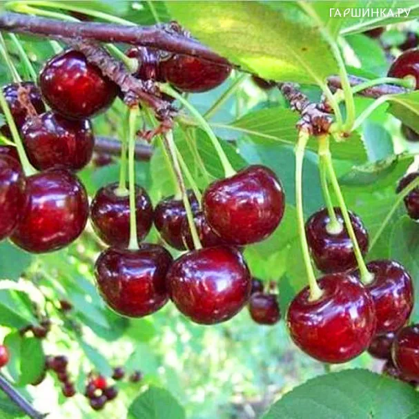 Вишня Мценская (Жуковская Х Любская) высокоурожайная зимостойкая