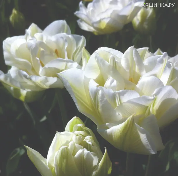 Тюльпан Мондиаль махровый ранний 5шт