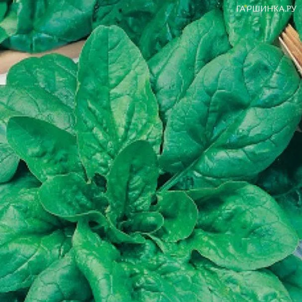 Шпинат Крепыш 1г, Семена Сибирский сад