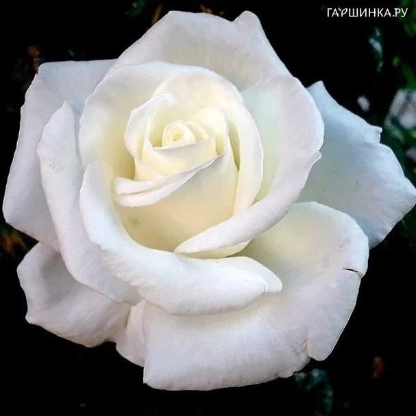 Роза Метрополитен чайно-гибридная Imperial Rose