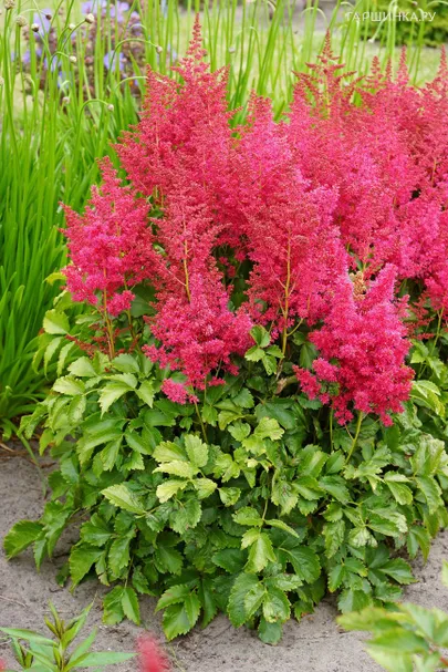 Астильба гибридная Юник Руби Ред