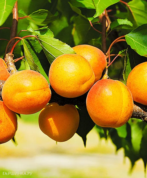 Абрикос Челябинский ранний
