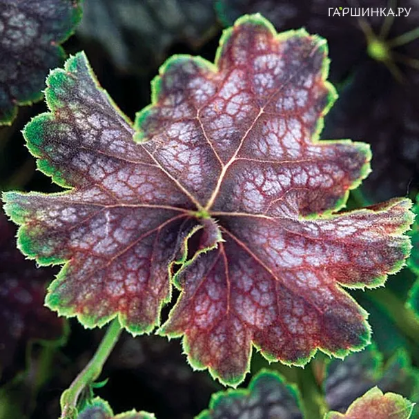 Гейхера Бьюти Колор