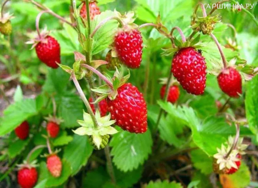 Земляника Али Баба 0.04г