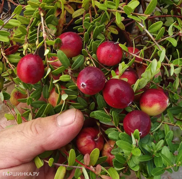 Клюква Стивенс крупноплодная