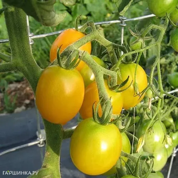 Томат Монисто янтарное томат 0.1гр