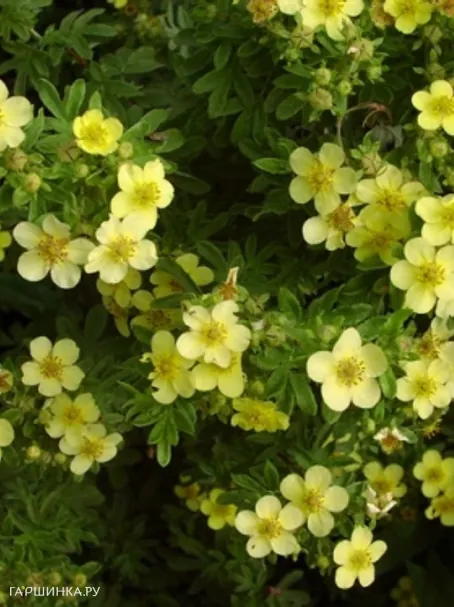 Лапчатка кустарниковая Белла Линдси