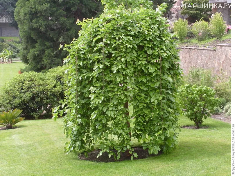 Шелковица белая Пендула на штамбе 120 см