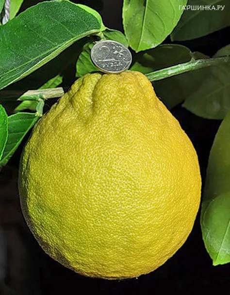 Лимон Юбилейный