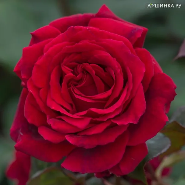 Роза Парпл Фрагранс чайно-гибридная, Imperial Rose