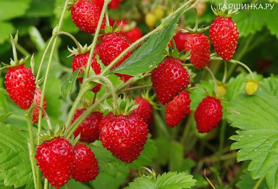 Земляника Душистое лукошко 0.04г