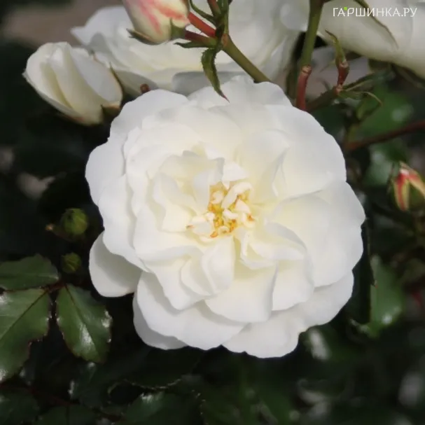 Роза Баунти, Тантау (лиц)