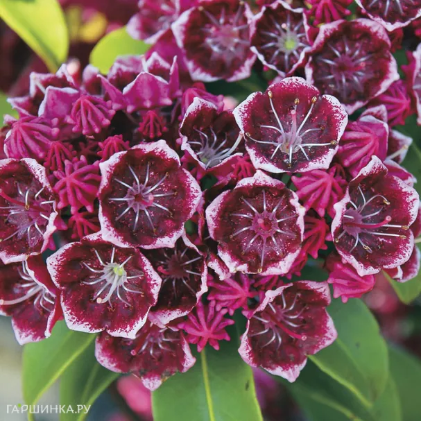 Кальмия Кипсейк широколистная