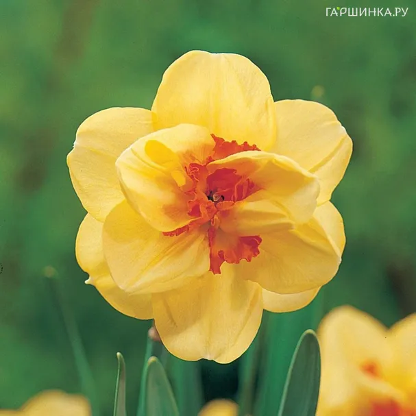 Нарцисс Аскот махровый 5шт