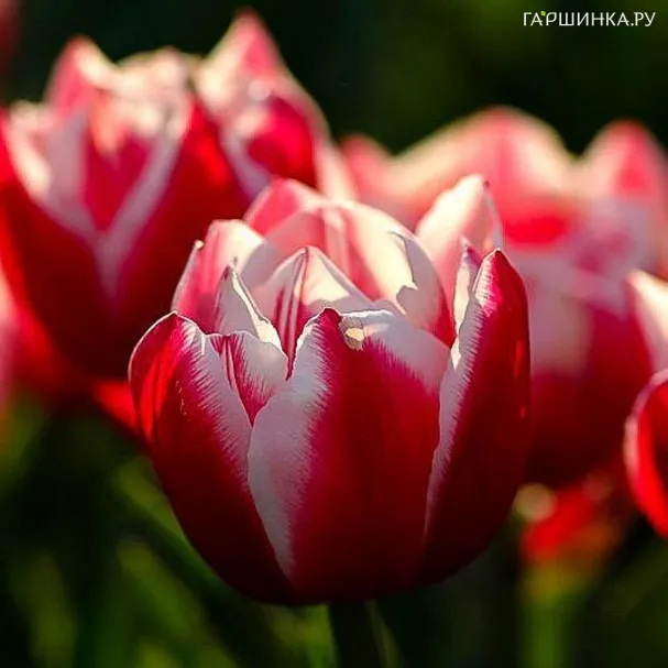 Тюльпан Вироза махровый 5шт