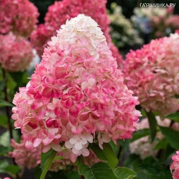 Гортензия Пинк энд Роуз (Розовый и Роза) метельчатая