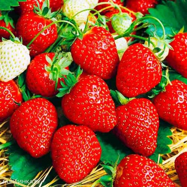 Земляника Вечность