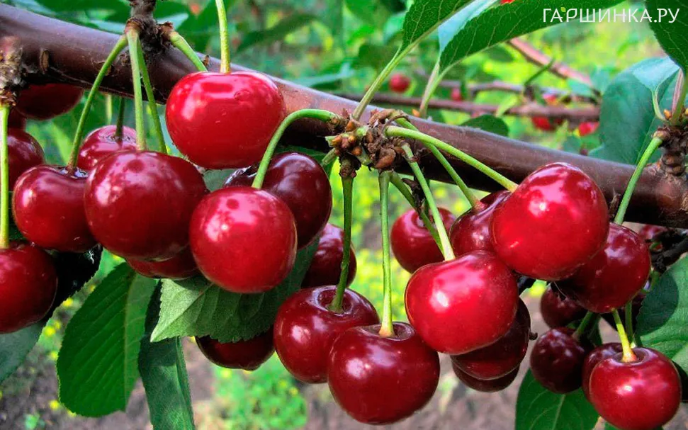 Дюк (Черевишня) Ивановна