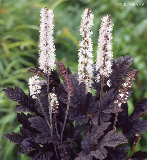 Цимицифуга (Клопогон) Брунет