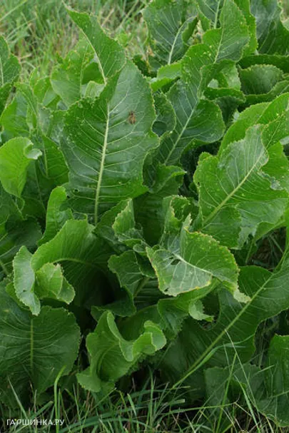 Хрен обыкновенный