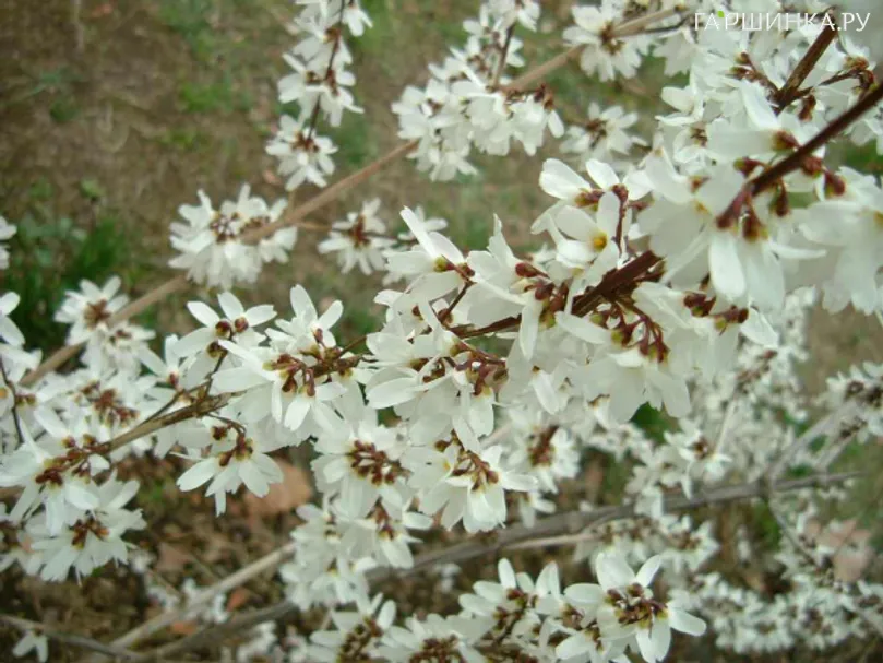 Абелиолистник (Форзиция белая)