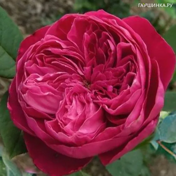 Роза Академия, Барни (лиц)