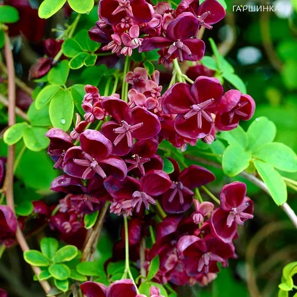 Акебия пятерная