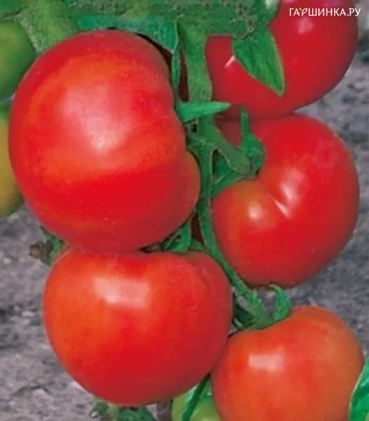 Томат Аксинья F1 0,1 г