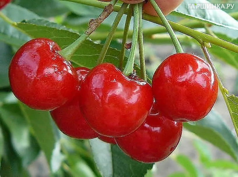 Черешня Алая