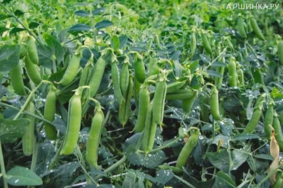 Горох Альфа серия 1+1/25г