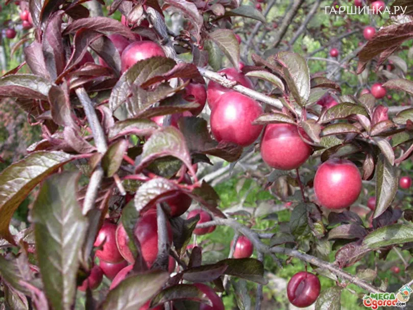 Алыча Алые паруса